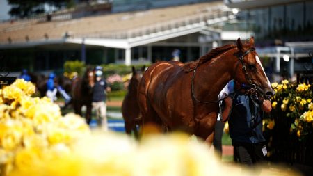 Alpes-Maritimes : un cavalier condamné pour avoir provoqué la mort de son cheval en voulant « lui donner une leçon »