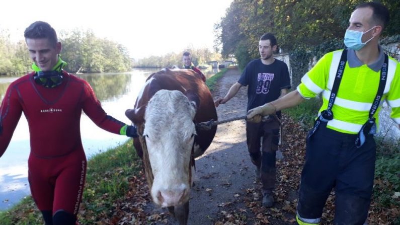 Terrifié, le bovin a pu être ramené sur la terre ferme par les pompiers après deux heures d'efforts. Crédit : SDIS89. 