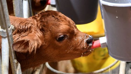 Allier : nouvelle mort d’un veau de 15 jours victime de mutilations