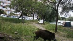 Drôme : un sanglier attaque une femme dans son jardin à Châteauneuf-de-Galaure