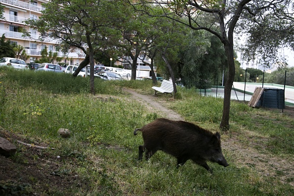 Illustration  (PASCAL POCHARD-CASABIANCA/AFP via Getty Images)