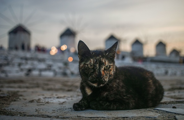 Les crimes de maltraitance animale sont désormais passibles de 10 ans de prison en Grèce. (DAVID GANNON/AFP via Getty Images)