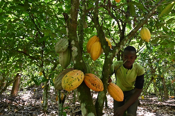 -Un producteur de cacao récolte des cabosses de cacao dans une plantation près de Guiglo, dans l'ouest de la Côte d'Ivoire, le 10 octobre 2020. Photo par ISSOUF SANOGO / AFP via Getty Images.