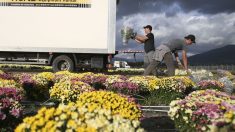 « À la fin, le client… c’est la poubelle ! » : le secteur de l’horticulture au bord du gouffre à cause du confinement