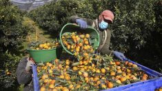 La récolte de clémentines corses « sauvée » par la venue des saisonniers marocains