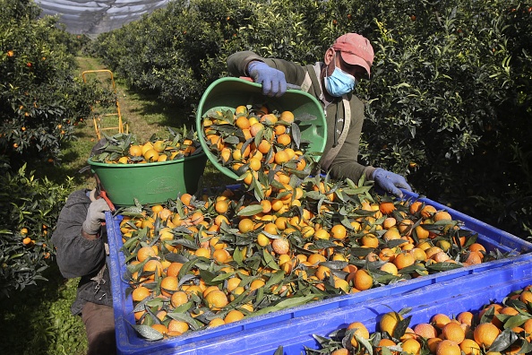 Des ouvriers marocains récoltent des clémentines dans les champs de Foleli, sur l'île française de Corse en Méditerranée, le 29 octobre 2020. ( PASCAL POCHARD-CASABIANCA/AFP via Getty Images)