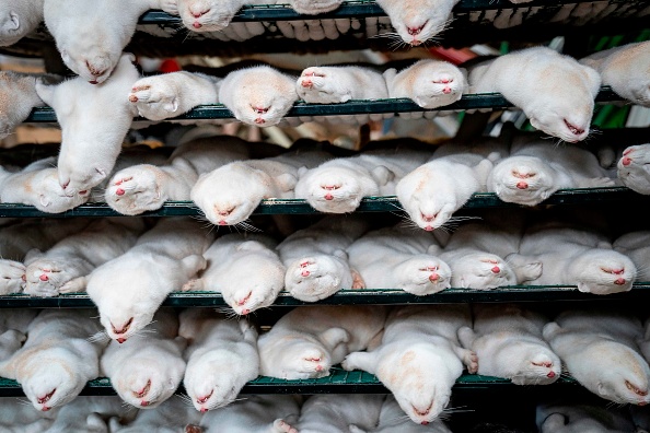 Face au Covid-19, des visons d'élevages ont été tués au Danemark, le 6 novembre 2020. (Photo : MADS CLAUS RASMUSSEN/Ritzau Scanpix/AFP via Getty Images)