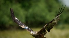 Chasse : un milan tué d’un plomb en pleine tête dans l’Hérault