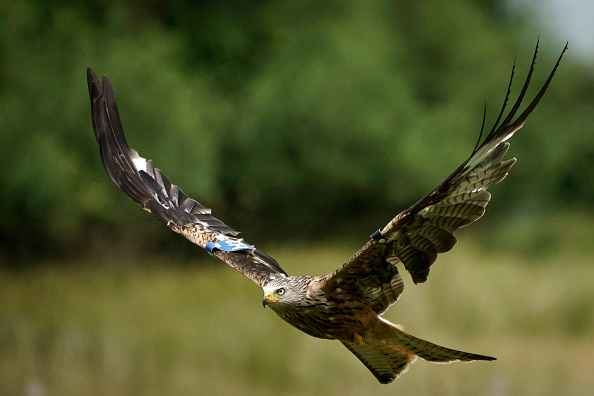 Un milan royal en plein vol.  (Photo : Christopher Furlong/Getty Images)