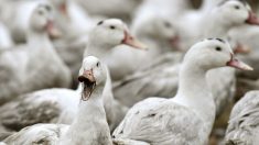 Grippe aviaire : plus de 200 000 canards abattus en France et 400 000 autres en passe de l’être