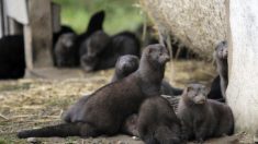 Un premier élevage de visons contaminé au Covid-19 en France (gouvernement)