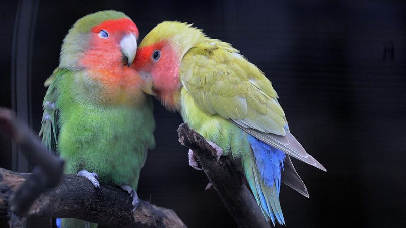 Un couple d'inséparables rosegorge (Agapornis roseicollis roseicollis), originaire du sud-ouest de l'Afrique - (YURI CORTEZ/AFP via Getty Images)