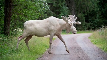 Canada : des chasseurs tuent un élan blanc, une variété considérée comme sacrée