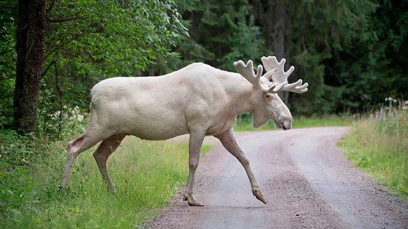 Élan blanc (illustration) (Photo de TOMMY PEDERSEN/AFP via Getty Images)