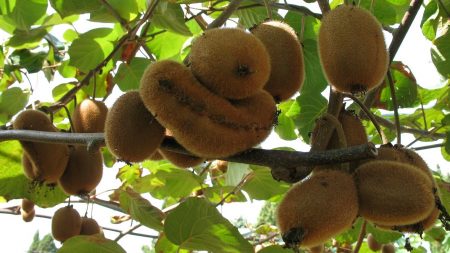 Lot-et-Garonne : un couple d’agriculteurs fait une récolte de kiwis exceptionnelle sans « aucun engrais ni désherbant »