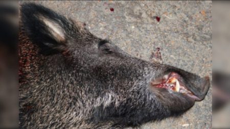 Pyrénées-Orientales : une mère et ses filles découvrent un charnier d’animaux à ciel ouvert pendant une balade