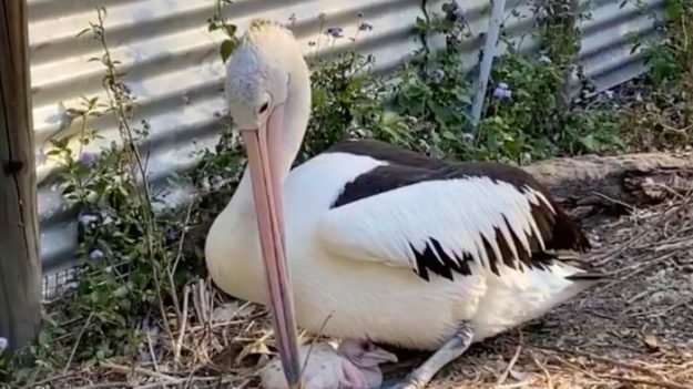 Un pélican qui a essayé de faire éclore des œufs pendant 6 ans devient papa après avoir obtenu de l’aide