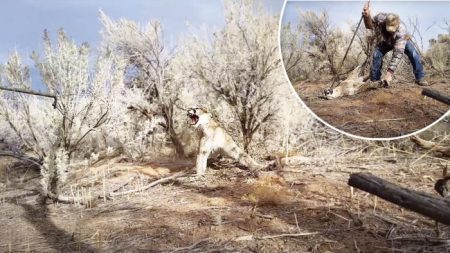 Un puma furieux pris dans un piège de chasseur feule alors qu’on tente de le libérer