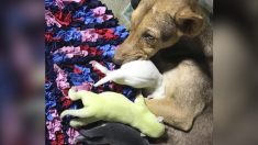 Un chiot rare à fourrure verte est né aux Philippines – ses propriétaires l’ont appelé « Wasabi »