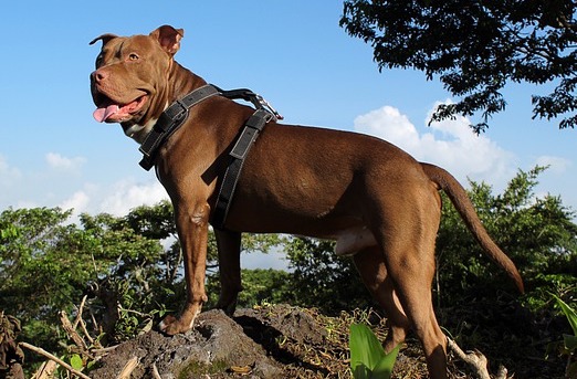 Un "American Pitbull Terrier. (Photo : crédit Pixabay/alexfuentes6g)