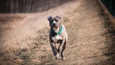 Aisne : un policier abat un bitbull en train d’attaquer une sexagénaire avec son petit chien en pleine rue