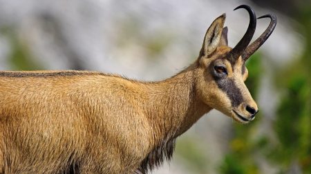 Confinement : des chamois se baladent à l’entrée de Besançon