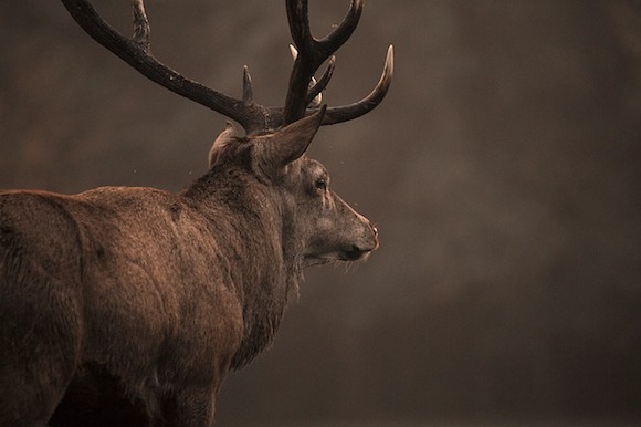 Surpris, le cerf est parti avec le fusil du chasseur. (Photo : crédit Pixabay/dianaparkhouse)