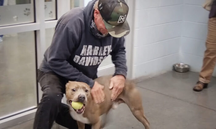 (Avec l'aimable autorisation de Tammy Davis, du comté de Washington, au refuge pour animaux TN Animal Shelter)