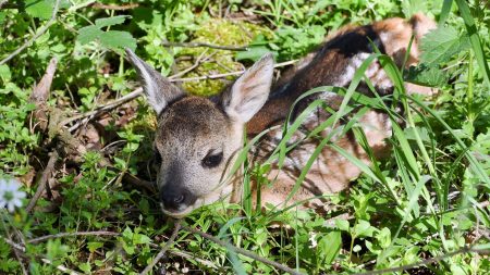 Somme : un chasseur libère un jeune chevreuil pris au piège et lui rend sa liberté