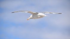 [Vidéo] Une pieuvre capture un jeune goéland à Saint-Laurent-du-Var