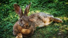 Vaucluse : un supermarché vend des animaux entiers dans des barquettes et provoque l’indignation