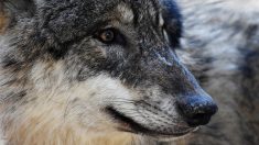 Une famille croise et filme un loup dans le centre-ville de Toulon