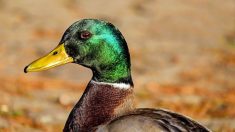 Aude : un jeune agresse un canard à coups de poing pendant que ses amis s’amusent à filmer