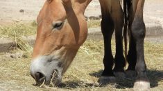 Maltraitance animale dans l’Yonne : 119 chevaux sous-alimentés saisis après 13 ans de procédures