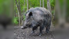 Bouches-du-Rhône : partis pour chasser le lapin, ils reviennent avec un sanglier de 216kg