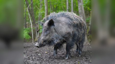 Oise : quatre chiens de chasse meurent de la rage du sanglier, une maladie qui « ne pardonne pas »