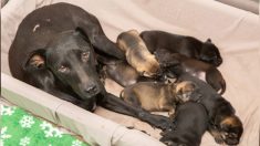 Un chien errant, croisé labrador-pitbull, et ses sept chiots sauvés d’un immeuble voué à une démolition imminente