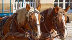 Confinement : une librairie de Saint-Malo fait ses livraisons à cheval et rencontre un grand succès