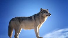 Un loup abattu en Saône-et-Loire par un tir de défense