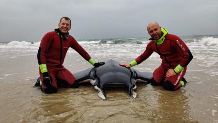 Hérault : des pompiers sauvent une raie de 150 kilos échouée sur une plage de la Méditerranée