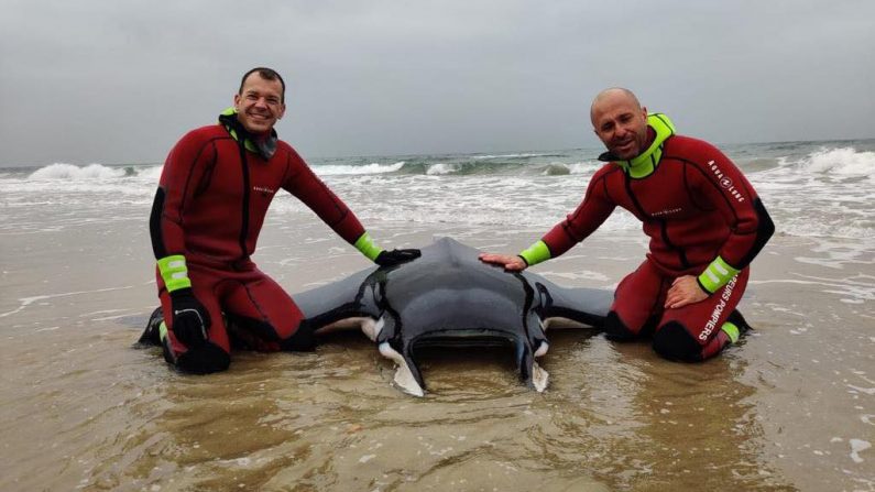 Grâce à l’intervention des secours aquatiques, la raie a pu être ramenée au large des côtes. Crédit : SDIS 34. 