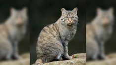 Hérault : le chat forestier d’Europe, espèce très rare, colonise le département