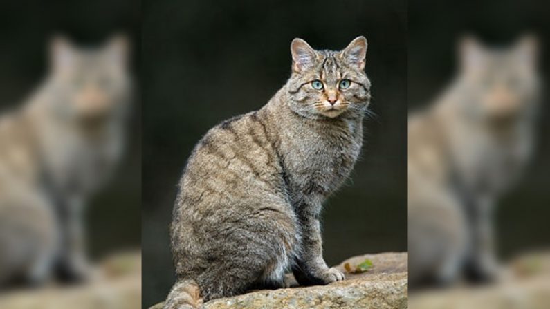 Le chat forestier (Felis silvestris silvestris). (Crédit : Lviatour)