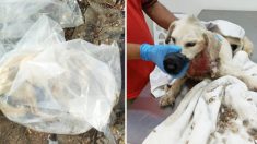 Un conducteur voit un chien grièvement blessé jeté dans un sac plastique par trois hommes et appelle les secours