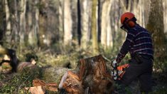 Doubs : un jeune bûcheron décède après avoir été percuté par une branche