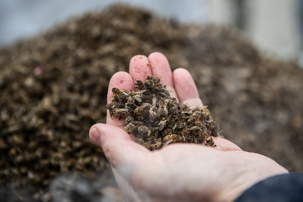 Néonicotinoïdes. Le Conseil constitutionnel a autorisé le 10 décembre le pesticide "tueur d'abeilles" jusqu'en 2023. (Photo : Maja Hitij/Getty Images)