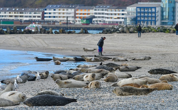 -Illustration- Des phoques gris sur la plage au bord de la mer Caspienne. Photo de Patrik Stollarz / AFP via Getty Images.