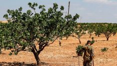 En Syrie, ces enchères qui dépouillent les déplacés de leurs terres