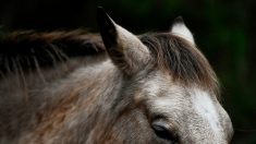 Sarthe : une automobiliste découvre une tête de cheval dans un fossé près d’Alençon