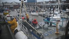 Faute de pouvoir écouler leurs fruits de mer, des pêcheurs anglais restent à quai